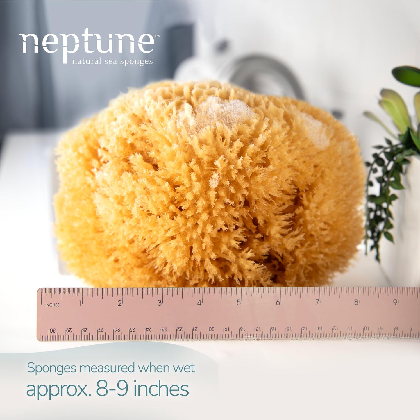 Neptune Caribbean Sea Sponge, Hand Cut, XXL, Approx. 8-9 inches