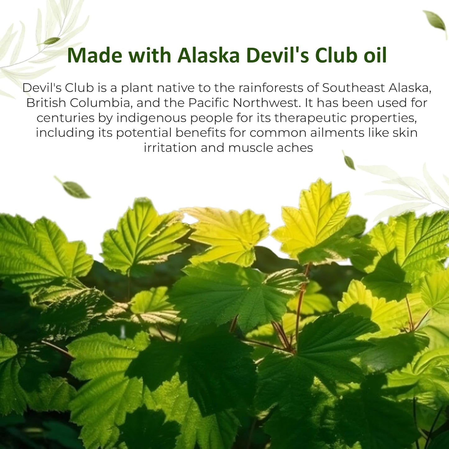 Alaska Devil's Club Salve - Handmade Herbal Muscle Rub Ointment, Light Scent, 2 oz Jar