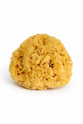 Natural Sea Sponge for Men - Extra Large 6-7 Inch Exfoliating Shower Sponge