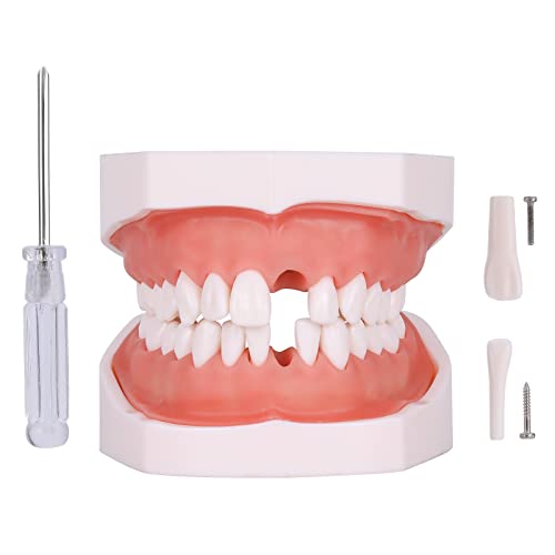 Removable Teeth Model for Dental Practice - 28 Teeth Variation with Small Screwdriver