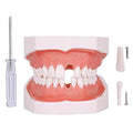 Removable Teeth Model for Dental Practice - 28 Teeth Variation with Small Screwdriver