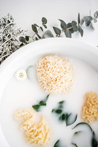 Natural Sea Sponge for Baby Bath 4-5 Inches Pack of 2 - Hypoallergenic & Eco-Friendly