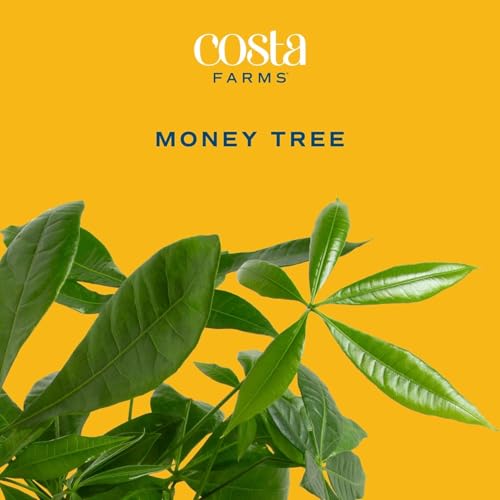 Large Indoor Money Tree Plant - 3-4 Ft. Tall, Pet-Friendly, Decorative Planter