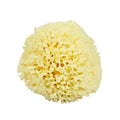 Renewable Sea Wool Sponge, Hand Cut, Large, Approx. 6-7"