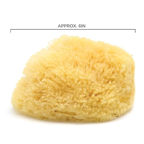 Neptune Caribbean Sea Sponge, Hand Cut, Large, Approx. 6-7 inches (Pack of 2)