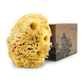 Sea Wool Sponge 5.5 Inch Natural Sea Sponge for Bathing & Exfoliation - Durable & Eco-Friendly Loofah