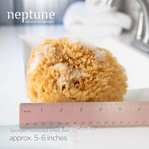 Neptune Caribbean Sea Sponge for Face & Body – Pack of 3, Medium Ultra-Soft Natural Bath Sponges