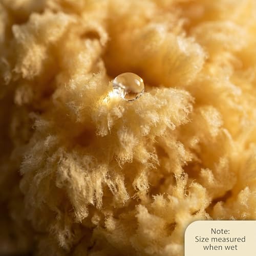 Constantia Beauty Natural Sea Sponges 5pk Gift Set in Box for Bath & Facial Care