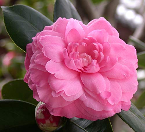 Organic Camellia Seed Oil - Japanese Beauty Oil for Hair & Skin, 8oz