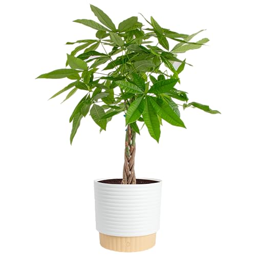 Large Indoor Money Tree Plant - 3-4 Ft. Tall, Pet-Friendly, Decorative Planter
