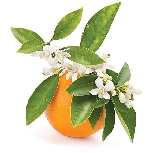 Orange Blossom Water - Pure Floral Neroli Hydrosol for Skin & Hair - 32 oz