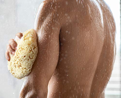 Natural Sea Sponge for Men - Extra Large 6-7 Inch Exfoliating Shower Sponge
