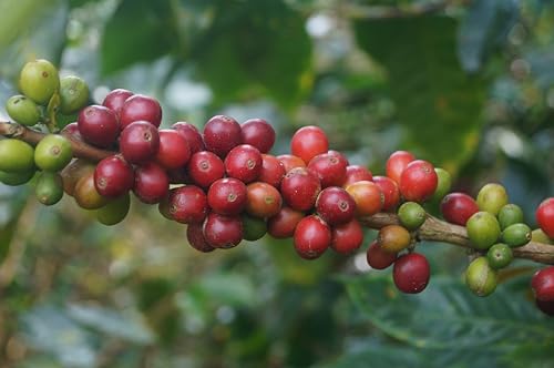Premium Colombian Whole Bean Coffee 88 Oz Medium Roast Organic Shade Grown