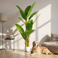 6FT Artificial Banana Tree - Large Faux Tropical Indoor Floor Plant for Home & Office Decor