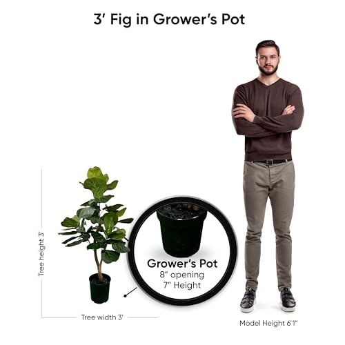 3ft Artificial Fiddle Leaf Fig Tree in Green with Real Wood Trunks - Handmade, Ethically Sourced