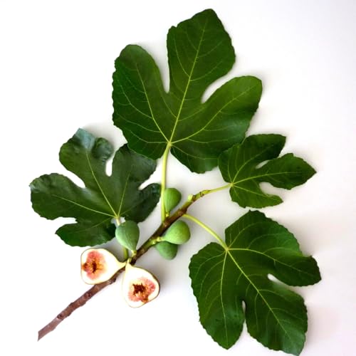 Murchison-Hume Hand Care Bundle Original Fig