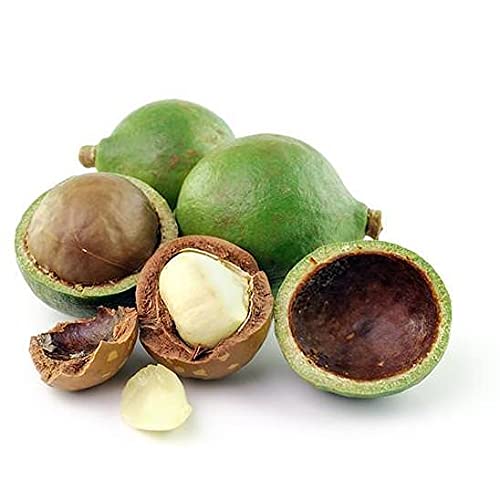 Tamanu Oil 16 oz - Cold-Pressed Pure Calophyllum Inophyllum Nutrient for Skin Hair Nails