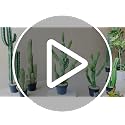32 Inch Artificial Cactus Tall Fake Cacti with Planter for Indoor Outdoor Decor - Faux Saguaro Plant