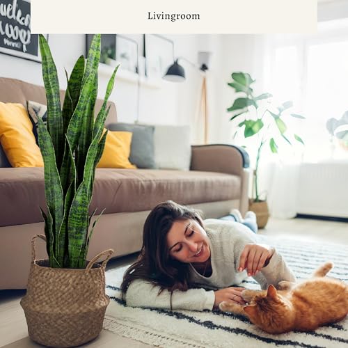Green 2-Pack Artificial Snake Plants - Lifelike Indoor Faux Sansevieria