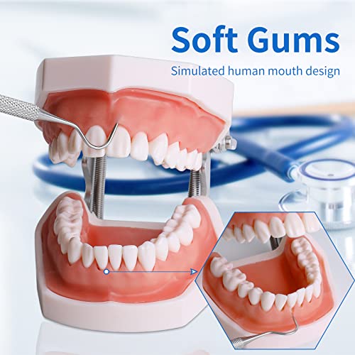 Removable Teeth Model for Dental Practice - 28 Teeth Variation with Small Screwdriver
