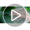 Retisee 1000 Pcs Disposable Waterproof Shower Caps Bulk - Elastic Large Hair Covers for Women & Men