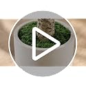 MCTYBB 6ft Artificial Olive Tree with White Planter - Realistic Faux Indoor Tree