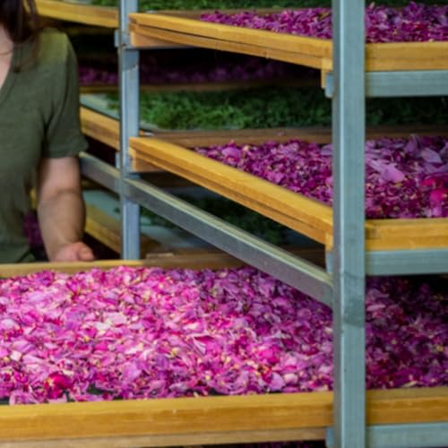 Rose Body Wash - Gentle, Soap-Free Shower Gel with Organic Botanicals