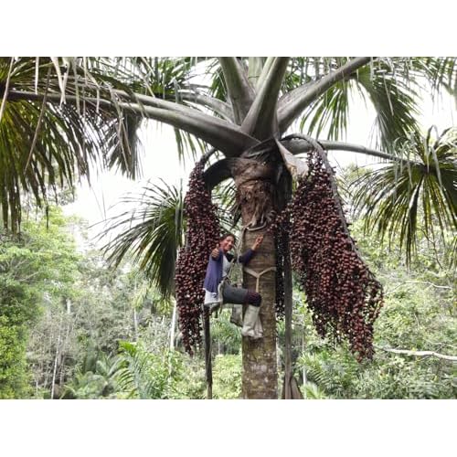 Aguaje Oil ? Buriti Fruit Oil - Premium Quality - 50mL Air-Free