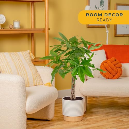 Large Indoor Money Tree Plant - 3-4 Ft. Tall, Pet-Friendly, Decorative Planter