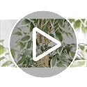 6 FT Artificial Ficus Tree with Real Wood Trunks - 2 Pack Indoor Decor Variation of This Listing
