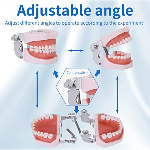 Removable Teeth Model for Dental Practice - 28 Teeth Variation with Small Screwdriver