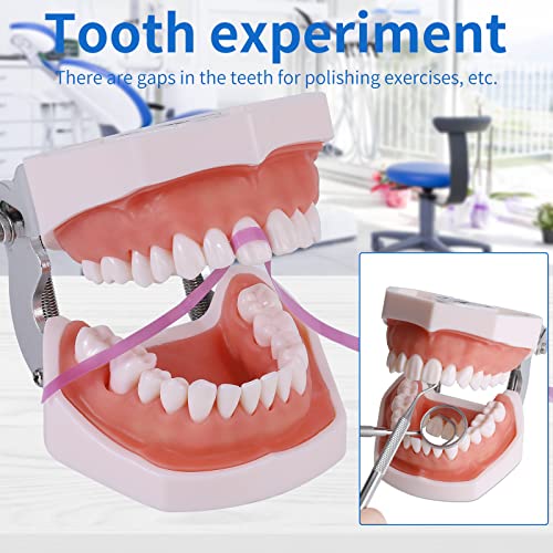 Removable Teeth Model for Dental Practice - 28 Teeth Variation with Small Screwdriver