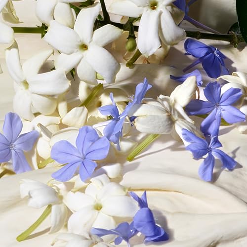 Dolce & Gabbana Dolce Blue Jasmine Eau De Parfum Travel Spray 10ml Women