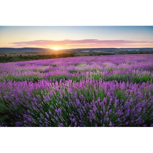 Earth Friendly Products - Rejuvenate Your Hands with Plant-Based Goodness: Lavender Hand Soap Refill (2 Pack - 32 oz Each)