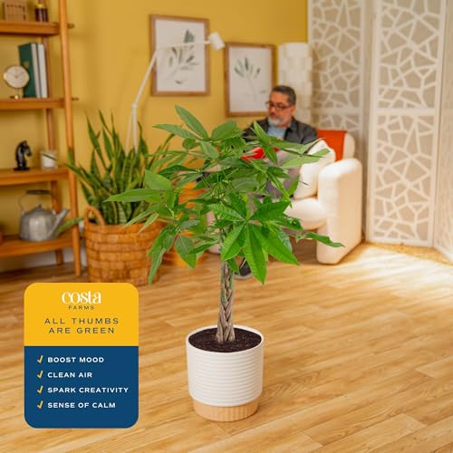 Large Indoor Money Tree Plant - 3-4 Ft. Tall, Pet-Friendly, Decorative Planter