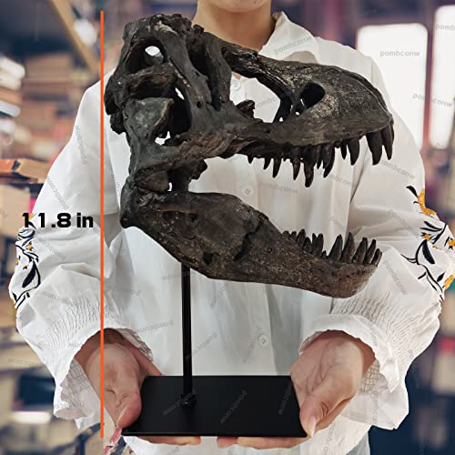 Large T Rex Skull Dinosaur Resin Statue - Fossil Replica Skeleton Decor