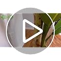 Loreviessa 7ft Artificial Banana Tree - Tall Faux Indoor Plant for Living Room & Office