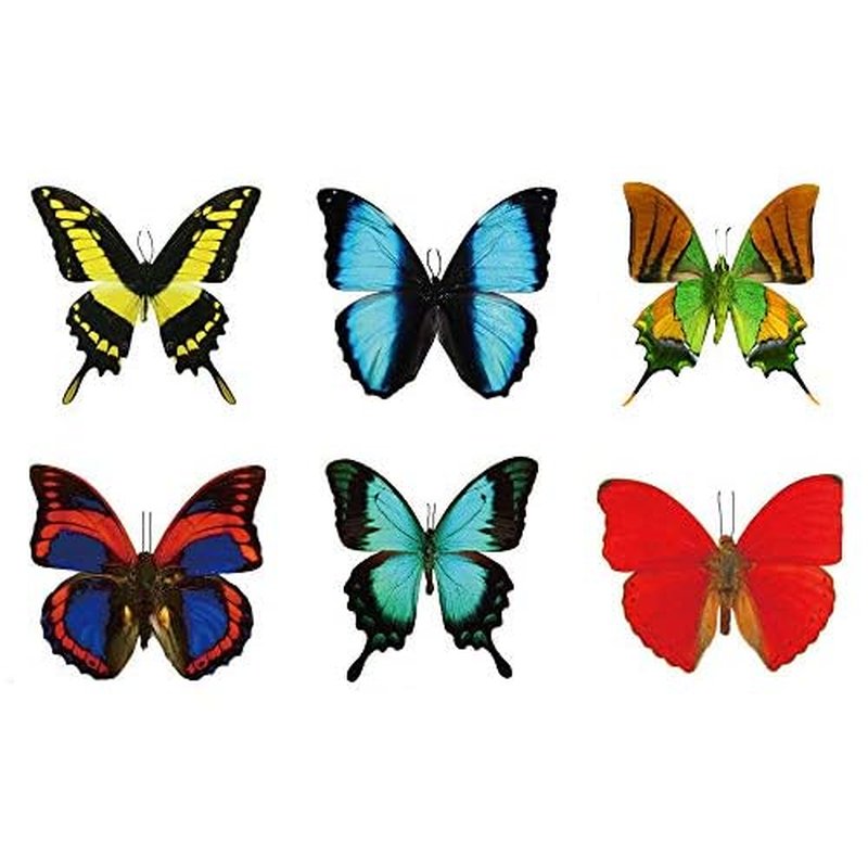 Large Butterfly Temporary Tattoos by Butterfly Utopia (12 Sheets)