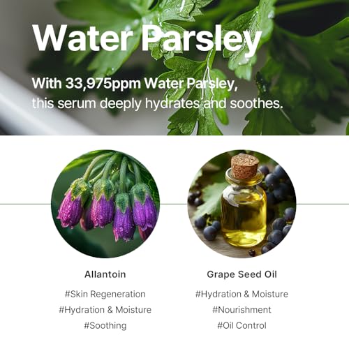 ROUME Balancing Water Parsley Cream 1.69 fl.oz. (50ml) ? Korean Facial Moisturizer for Oily Skin, Pore Refining & Sebum Control, with 33,975ppm Water Parsley Extract, Brightening & Anti-Wrinkle