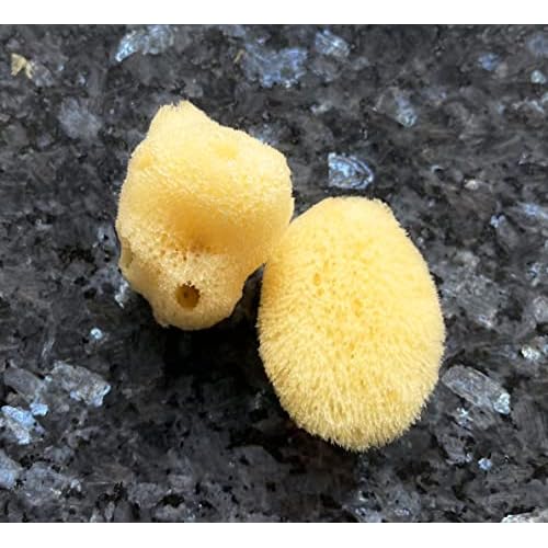 Real Natural Sea Sponges Multipack - 5pc Spa Gift Set in Premium Bag, Kind on Skin, for Bath Shower Facial Cleansing, Pamper Moms Brides Girlfriends & Teens (5 Pack Standard Packaging)