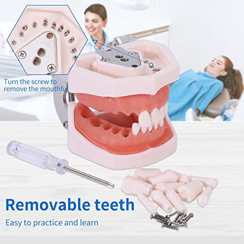 Removable Teeth Model for Dental Practice - 28 Teeth Variation with Small Screwdriver