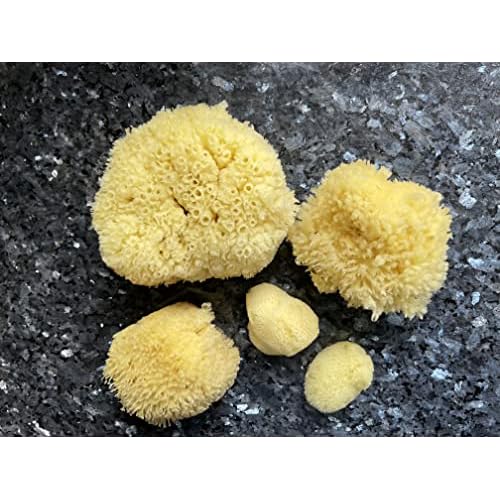 Real Natural Sea Sponges Multipack - 5pc Spa Gift Set in Premium Bag, Kind on Skin, for Bath Shower Facial Cleansing, Pamper Moms Brides Girlfriends & Teens (5 Pack Standard Packaging)
