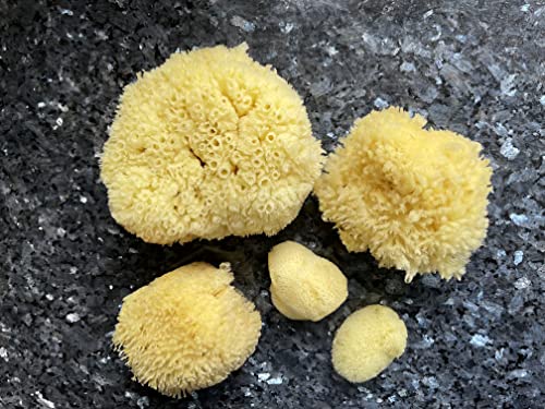 Constantia Beauty Natural Sea Sponges 5pk Gift Set in Box for Bath & Facial Care