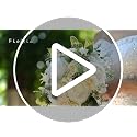 12 Inch Cascade Wedding Bouquet for Bride - Ivory & Champagne - Faux Silk Flowers