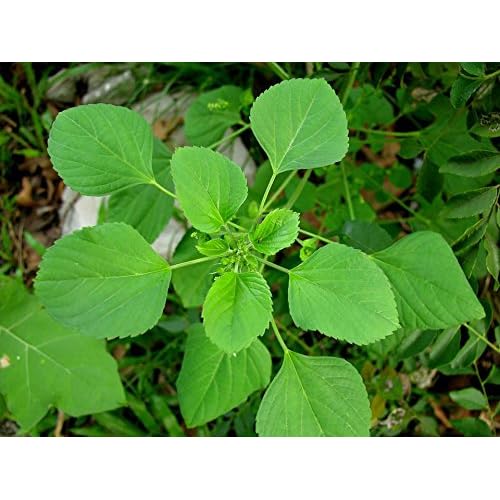 FOODHERBS Kuppaimeni Powder | Natural Facial Hair Removal | 200 Gm/0.44 Lbs | Clear Skin | Acalypha Indica | Harita Manjari