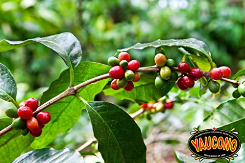 Yaucono Whole Bean Coffee Medium Roast 2x2 lb Bags - Unflavored