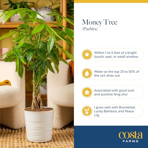 Large Indoor Money Tree Plant - 3-4 Ft. Tall, Pet-Friendly, Decorative Planter