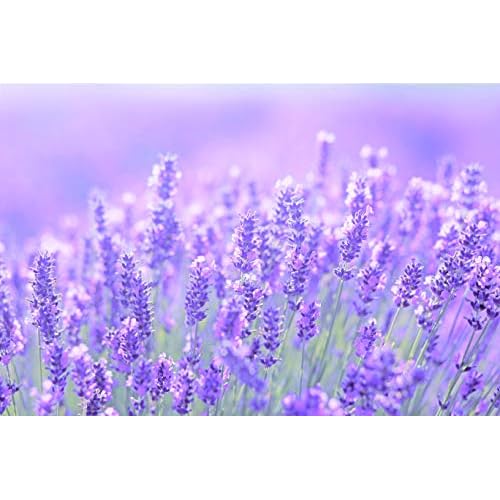 Thracian Bulgarian Beauty Lavender Oil with Bio Premium Certified Bulgarian Lavender, Anti-aging, Moisturizing Oil for Face, Body and Hair in 1.01 fl oz Glass with Dropper