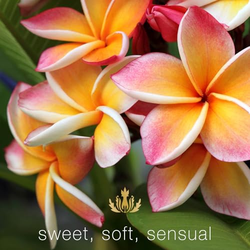 Vegan Plumeria Scent Shampoo for All Hair Types with Kukui Nut & Macadamia Oil