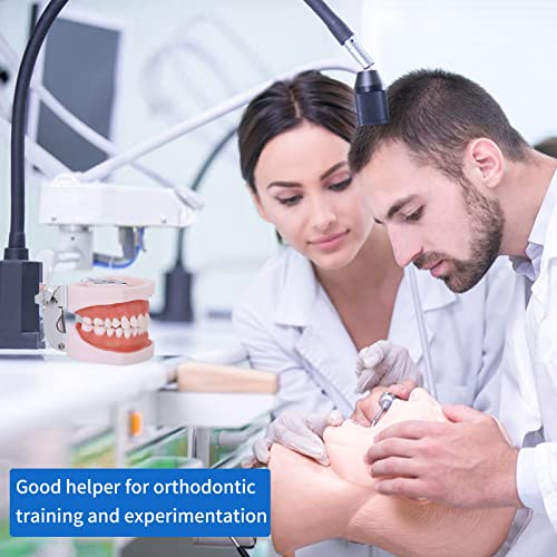Removable Teeth Model for Dental Practice - 28 Teeth Variation with Small Screwdriver